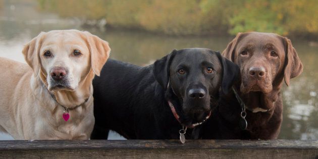 The Labrador Retriever is the most popular dog in NSW.