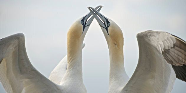 A courting pair of gannets on the Bass Rock
