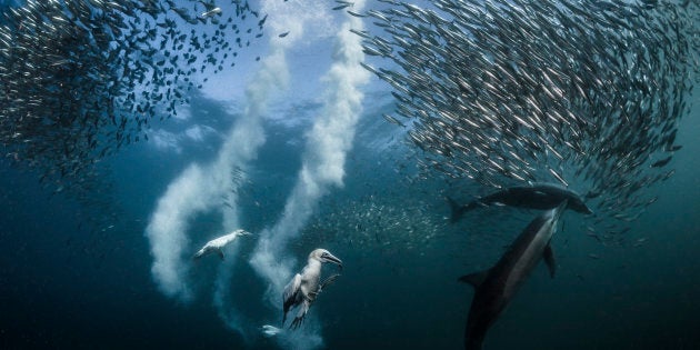 Sardine migration along the coast of South Africa brings out the hungry predators.