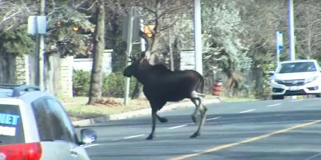 630px x 315px - Moose On The Loose' Runs Wild Through Canadian City ...