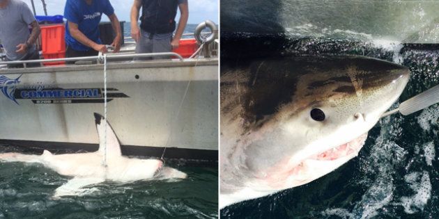 Sharks were caught and then released further out to sea.
