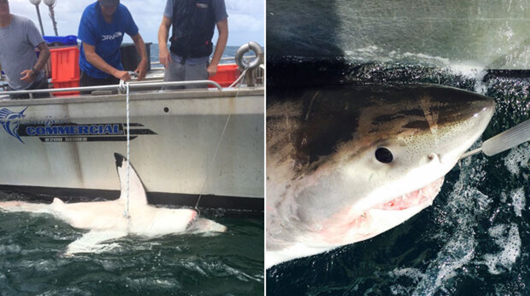 Five Great White Sharks Caught At Notorious Hot Spot On The Weekend ...