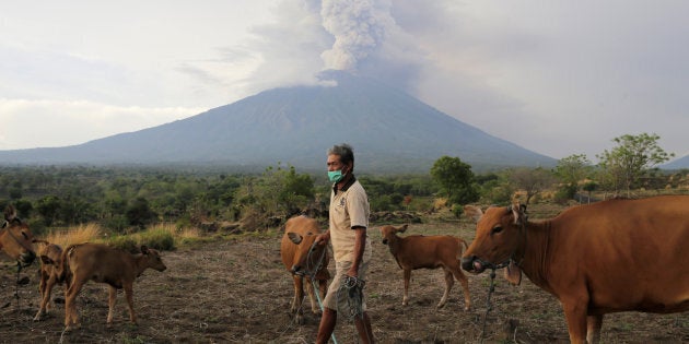 A farmer walks with his cattle as Mount Agung volcano erupts in the background in Karangasem, Bali.