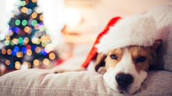 Silly Season Affecting Your Sleep? Let's Talk About The