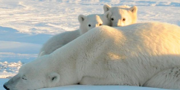 A World Wildlife Fund photograph taken along the western shore of Hudson Bay in November 2010 shows a female polar bear with two cubs near Churchill, Canada, in this image released to Reuters on February 9, 2011. Polar bear mothers will have a harder time carrying cubs to term as Arctic sea ice dwindles, a new study said, and the U.S. government recognized that Pacific walruses need protection in their melting icy habitat. Arctic ice reached the third-lowest level ever recorded in 2010, and was at record low levels in January. Because the Arctic is a major weather-maker for much of the Northern Hemisphere, these changes are being blamed for severe storms in some of the world's most densely populated areas. REUTERS/Geoff York/World Wildlife Fund/Handout (CANADA - Tags: ENVIRONMENT ANIMALS) FOR EDITORIAL USE ONLY. NOT FOR SALE FOR MARKETING OR ADVERTISING CAMPAIGNS