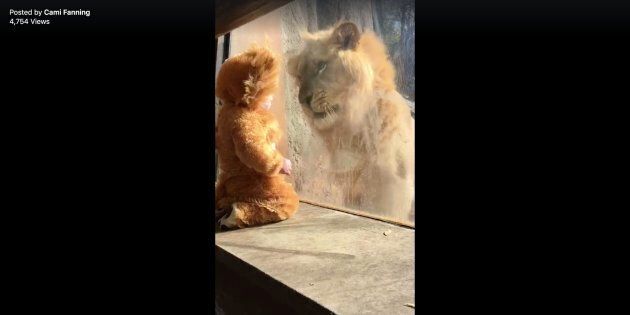 An 11-month-old boy dressed like a lion came face-to-face with his four-legged doppelganger