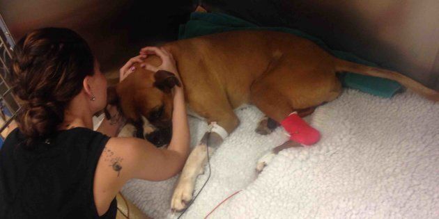 Boxer is expected to make a full recovery
