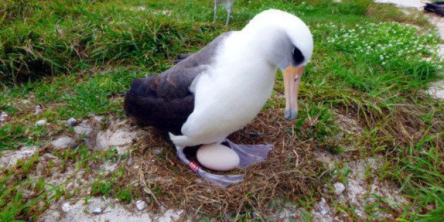 Wisdom, a Laysan albatross, has plenty of experience with this whole