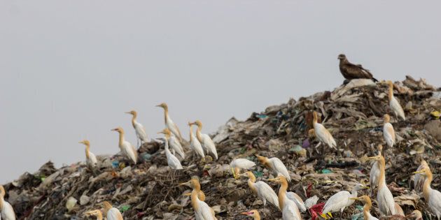 Cattle egrets scout for food at a landfill in India.