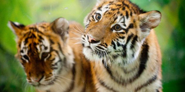 Global tiger numbers went up in 2016.