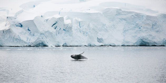 A juvenile whale breaches in the Antarctic seas near a tabular iceberg in summer.