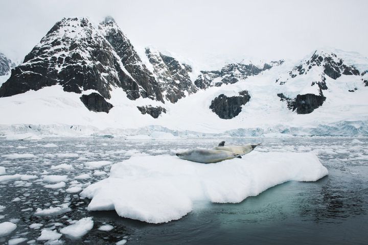 A seal winter bathes on ice in the Antarctica.