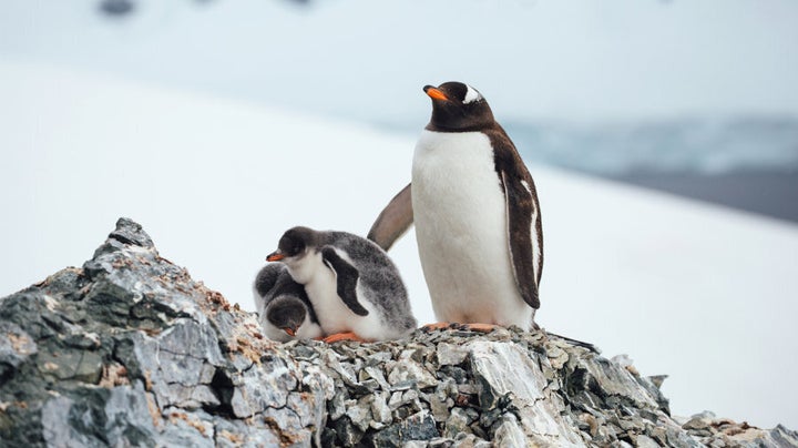 Adelie penguins in Antarctica.