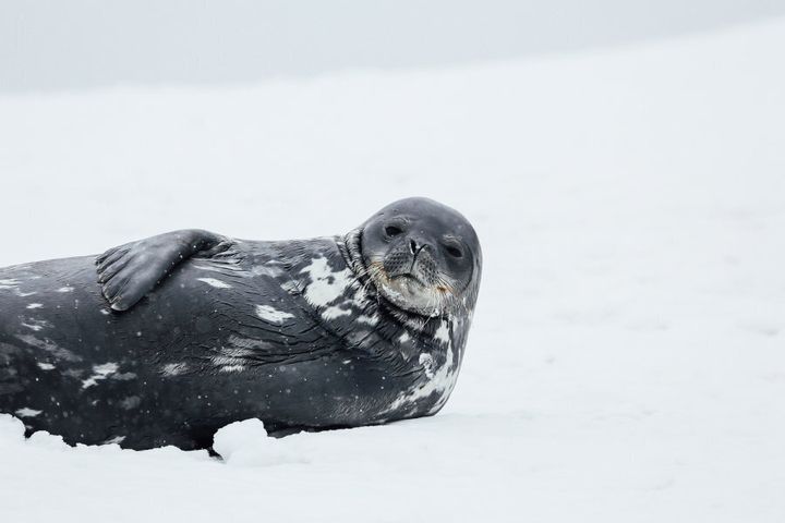 Photographed by John Bozinov in Antarctica.