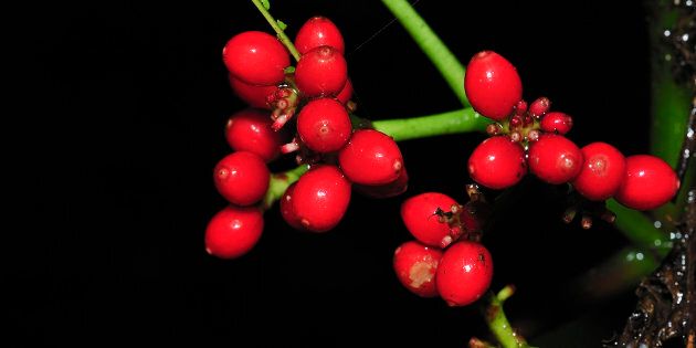 Berries from Queensland rainforests could help treat cancerous tumours.