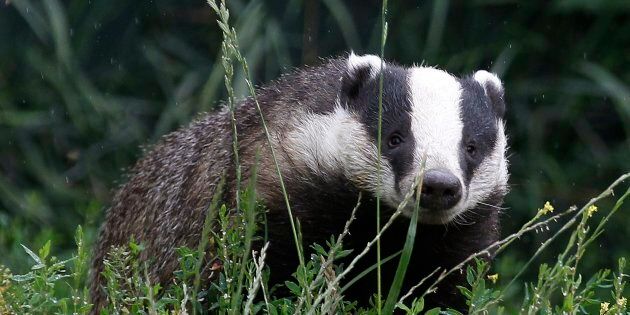 Since there’s no practical way to first test whether or not a badger is actually infected with TB, the culls inevitably end up killing many healthy animals.
