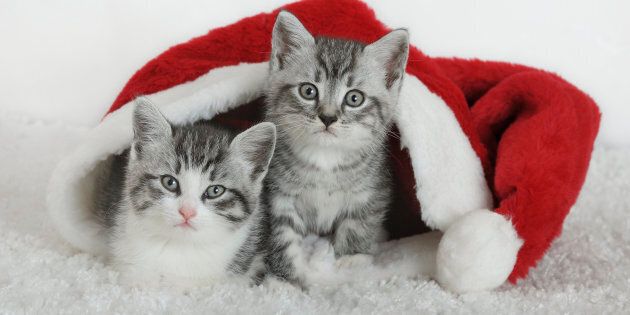 Two white-gray kitten looking out of Santa hat.