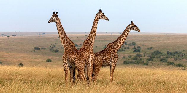 Three Masai giraffes in Kenya. 