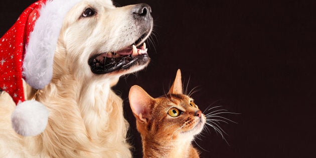 Cat and dog, abyssinian kitten and golden retriever looks at right.