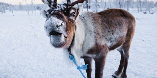 Reindeer portrait