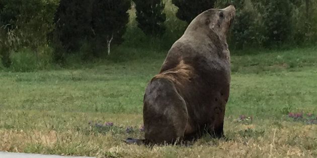 A rogue seal has escaped for a walk on Boxing Day morning in Tasmania.