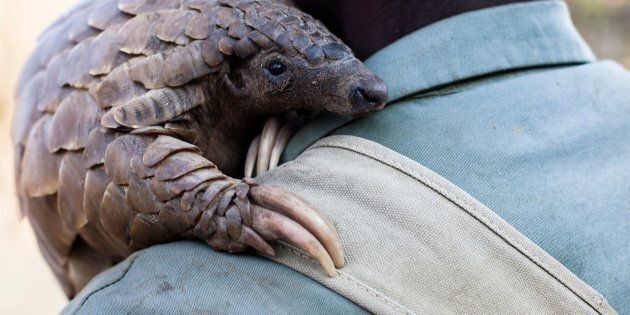 Pangolins are the world's most trafficked mammal.