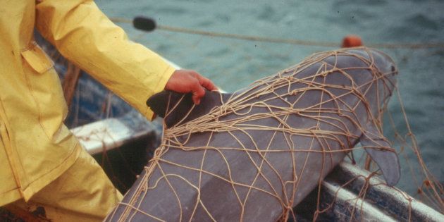A critically endangered vaquita entangled in a gill net. In recent years, the hazards facing vaquitas have only intensified, prompting a “catastrophic decline” of the species.