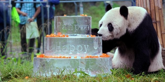 This photo taken on Sept. 21, 2015 shows giant panda Pan Pan sniffing a birthday cake made of ice for his 30th birthday at the China Conservation and Research Center for the Giant Panda in Dujiangyan, Sichuan Province.