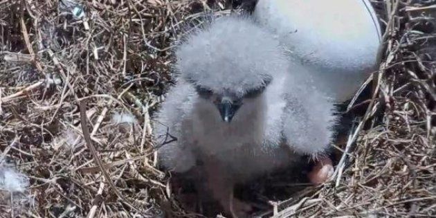 First bald eagle hatching makes its debut in Florida on live-stream video