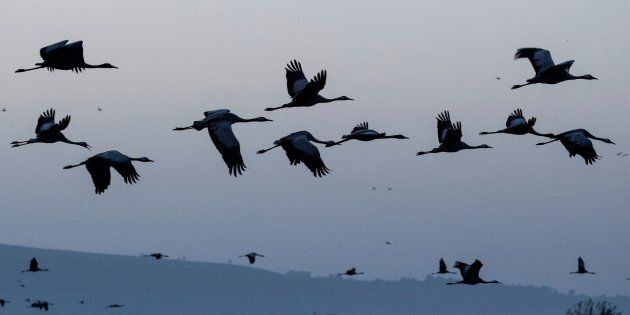 Gray cranes are seen flocking at the Agamon Hula Lake in northern Israel on Dec. 7, 2016.
