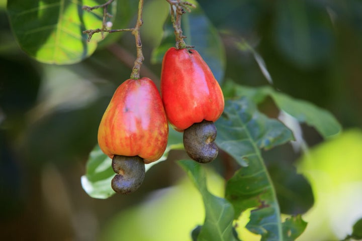 You'll never eat cashews fast again.