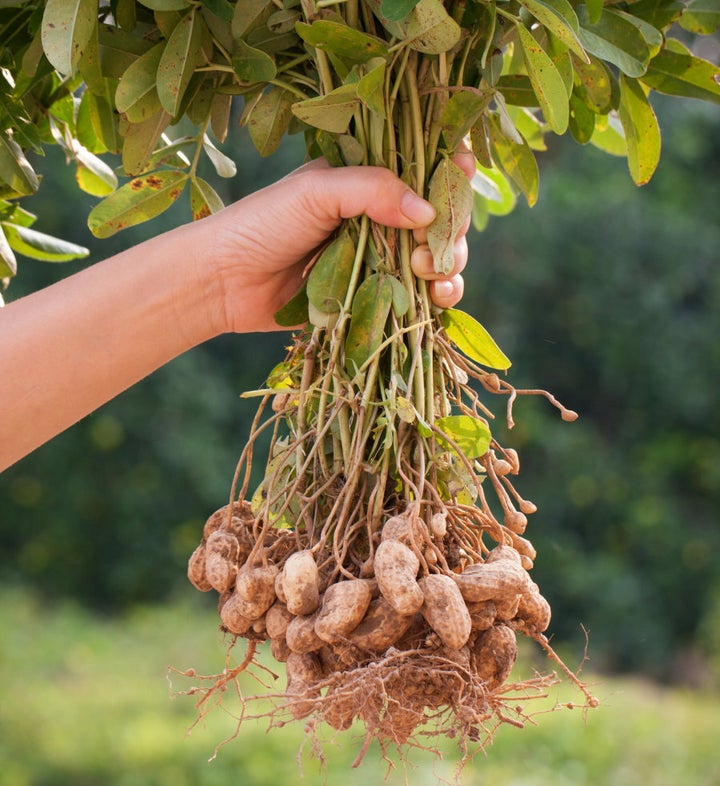 Also, peanuts are actually legumes, not nuts.