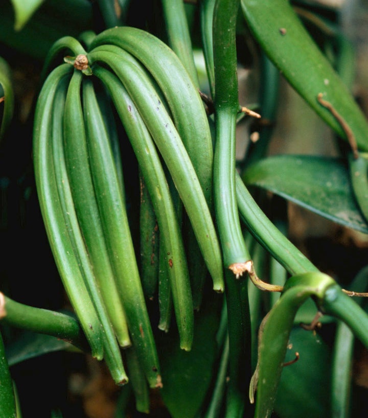 These vanilla pods aren't ready for harvest just yet.