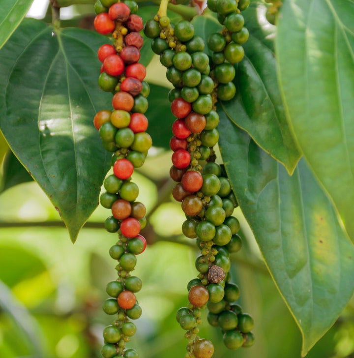 Peppercorns come in a variety of colours.