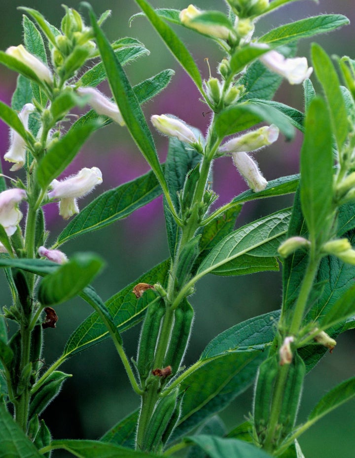 See the small, long pods?