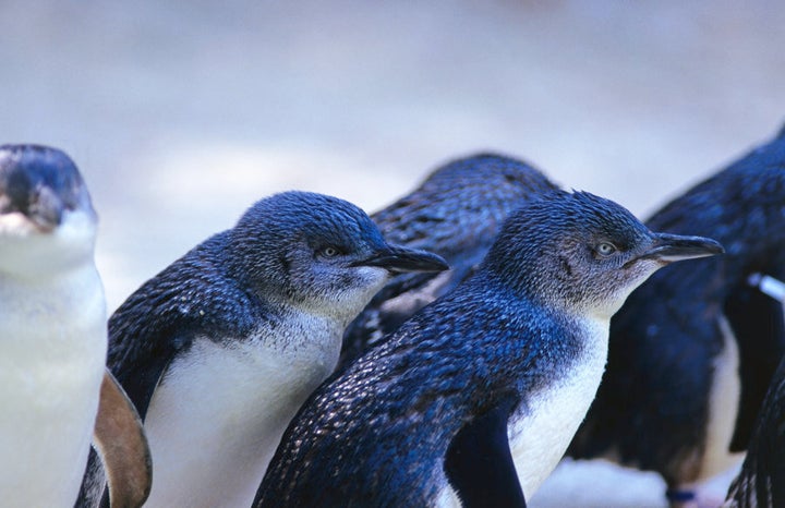 Phillip island is famous for it's population of Blue Fairy Penguins.