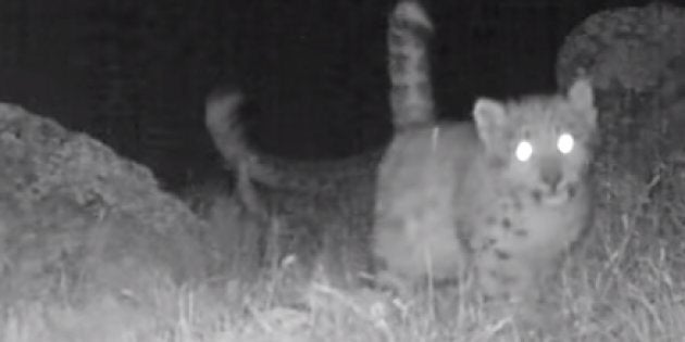 Scientists Say These Are The First Snow Leopard Quadruplets Seen In The