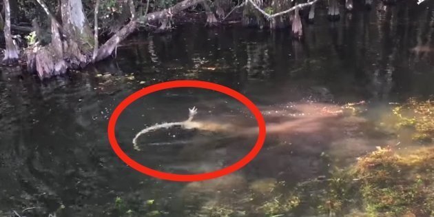 CAUGHT ON VIDEO: Python And Alligator Fight To The Death | HuffPost ...