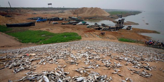 Dead fish on the banks of drought-affected Poyang Lake in 2008. One lifelong fisherman told The Guardian in 2012 that he had not been out on the lake in over a year and had never seen it so dry.