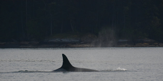 Scientists Say 'Granny,' The World's Oldest Known Orca, Is Most Likely ...