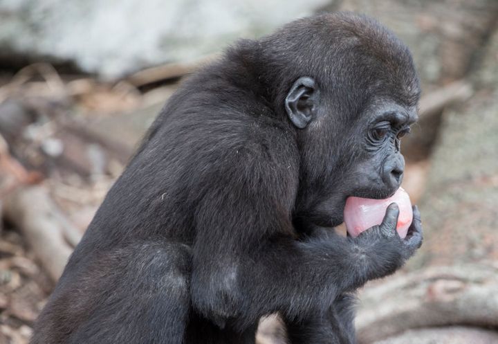 Mjukuu, a baby gorilla at Taronga Zoo in Sydney takes an iced treat to cool down on December 29, 2016.