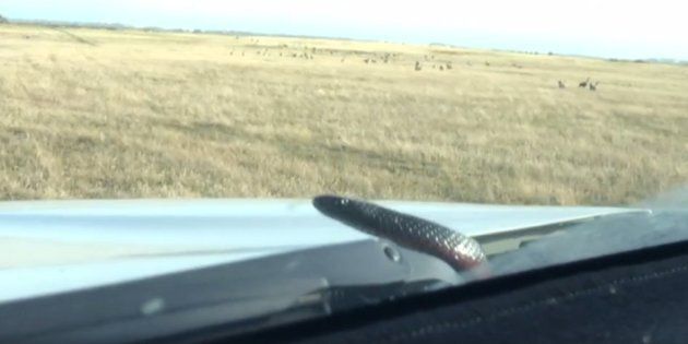 A red-bellied black snake has given a South Australian driver quite a fright.
