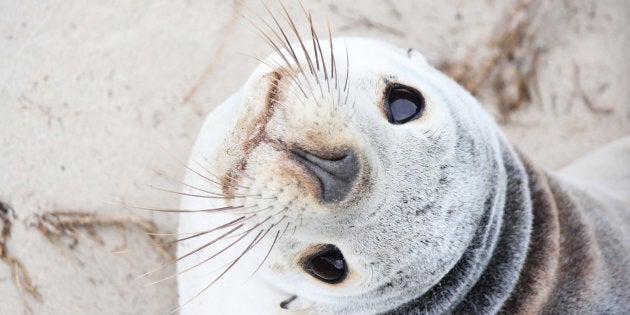 You might see a baby sea lion at Kangaroo Island's new wilderness trail.