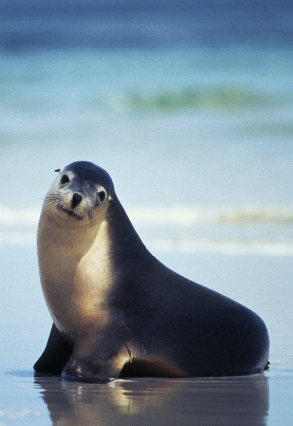 A sea lion at Kangaroo Island.