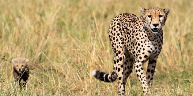 A cheetah and her cub walk on the plains in Masai Mara game reserve, Southwest of Kenya's capital Nairobi, November 1, 2012. Picture taken November 1, 2012. REUTERS/Thomas Mukoya