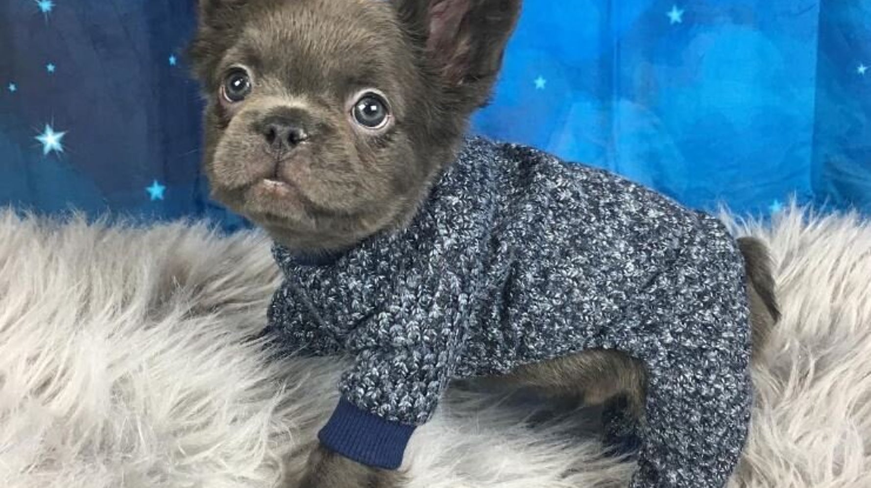 Fozzy the sales fluffy frenchie