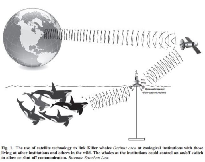 Researchers suggest whales can talk to their wild bretheren.