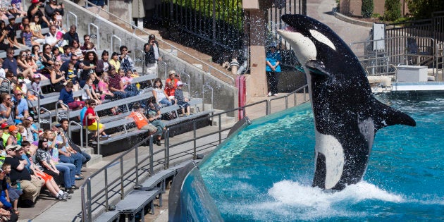 Sea World San Diego's orca shows were world famous.