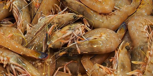 Imports of green prawns into Australia have been suspended amid an outbreak of white spot disease in Queensland.