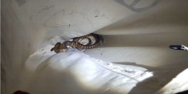 Three snakes have been found in a parcel at a NSW post office.